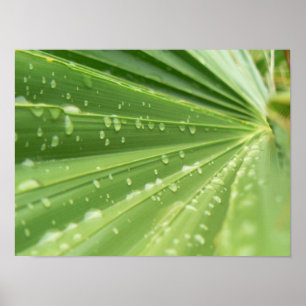 Palm Frond Poster