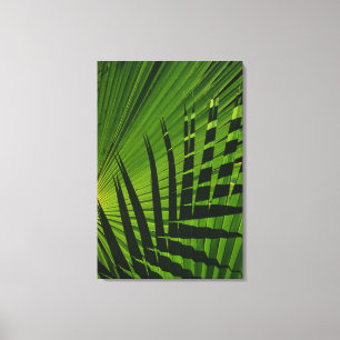 Palm Frond Print on Canvas
