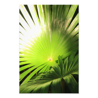 Palm Fronds in Sunlight, Tropical Landscape Photo Print