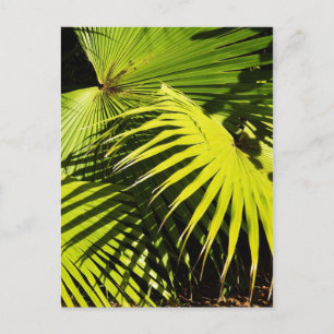 Palm fronds postcard