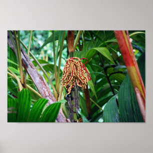 Palm Fruit in Hawaii Poster