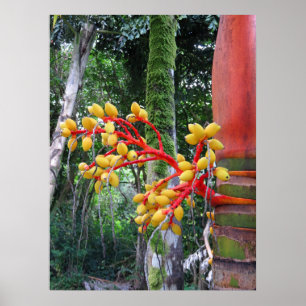 Palm Fruit Poster