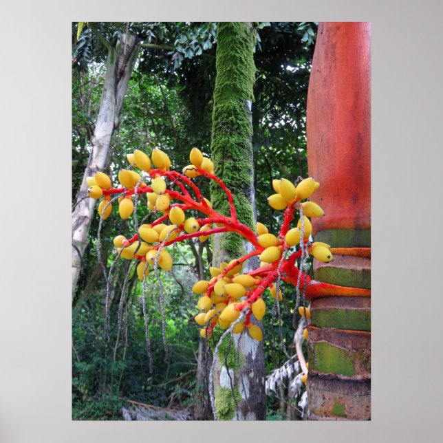 Palm Fruit Poster (Front)
