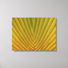 Palm Leaf