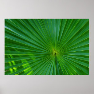 Palm leaf close-up poster