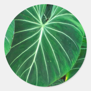 Palm Leaf tropical foliage jungle foliage  Classic Round Sticker