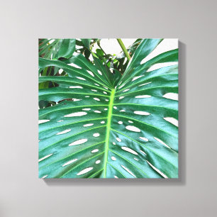 Palm Leaf, tropical foliage, jungle rainforest  Canvas Print