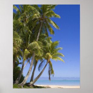 Palm lined beach Cook Islands 3 Poster