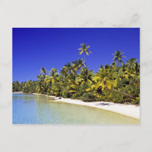 Palm lined beach Cook Islands 6 Postcard