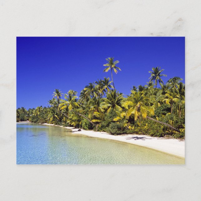 Palm lined beach Cook Islands 6 Postcard (Front)