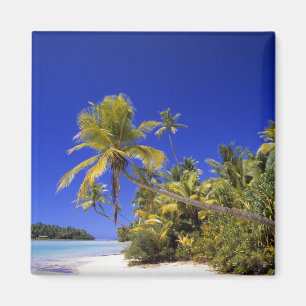 Palm lined beach Cook Islands 7 Magnet