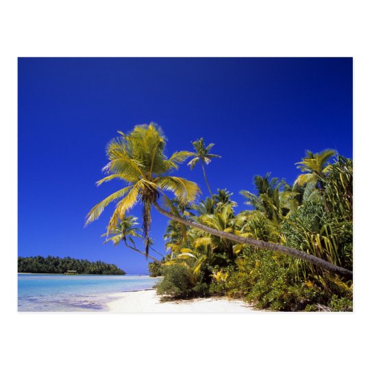 Palm lined beach Cook Islands 7 Postcard