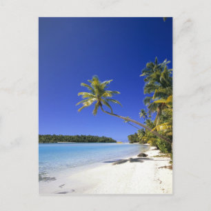 Palm lined beach Cook Islands Postcard