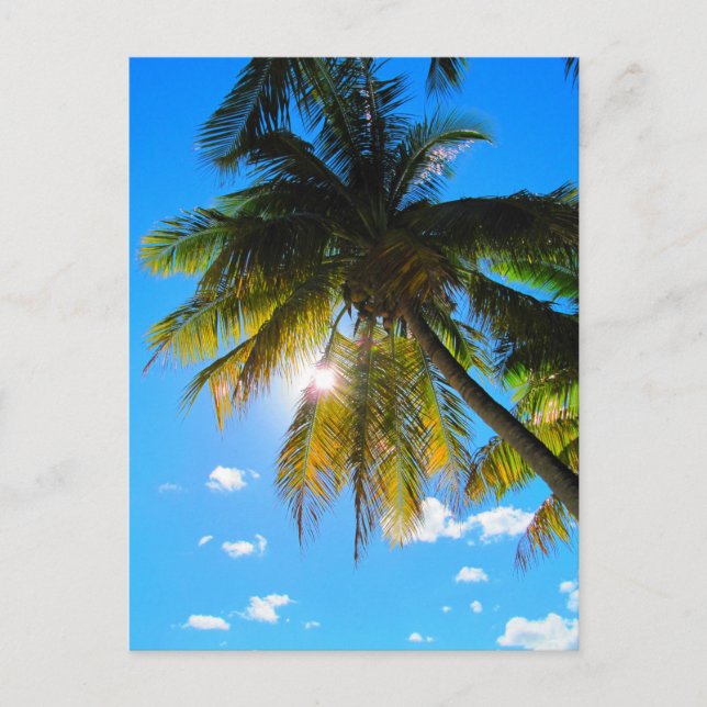 Palm Paradise Blue Sky Sunshine Postcard (Front)