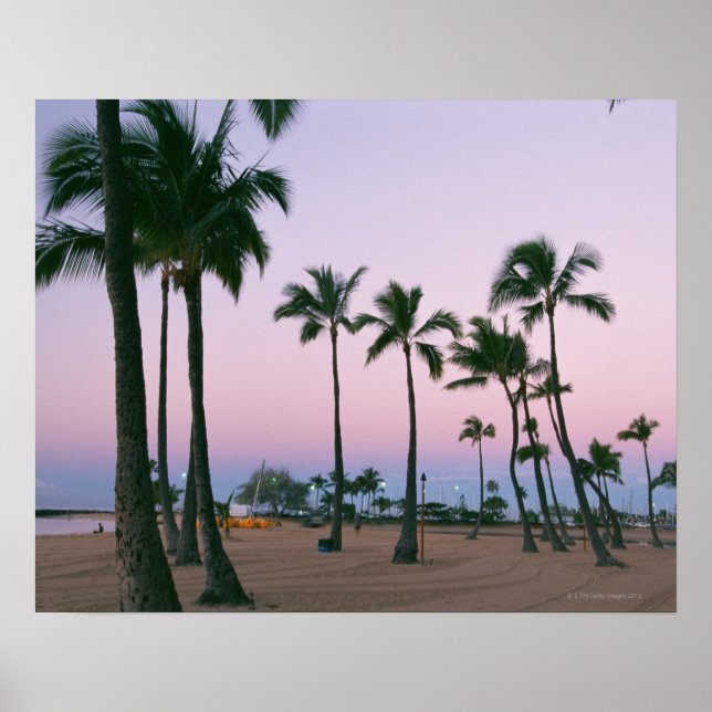 Palm Tree 2 Poster (Front)