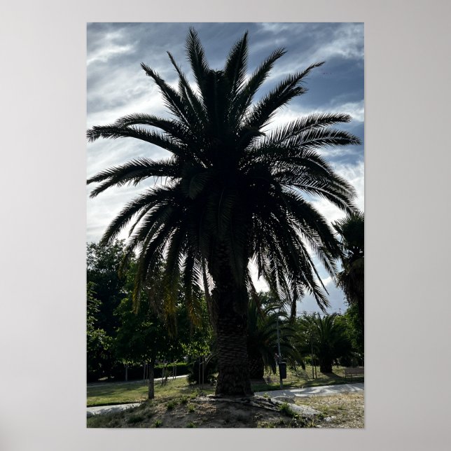 Palm tree against a blue sky poster (Front)