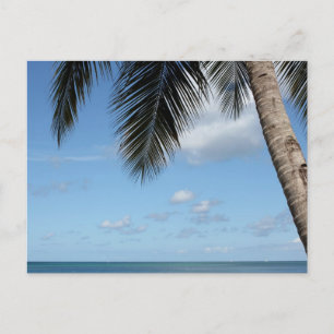 Palm Tree and Caribbean Sea Postcard