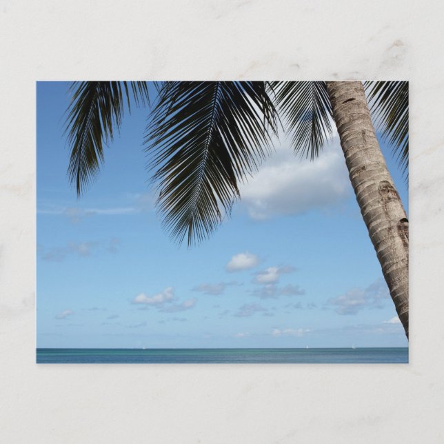 Palm Tree and Caribbean Sea Postcard (Front)