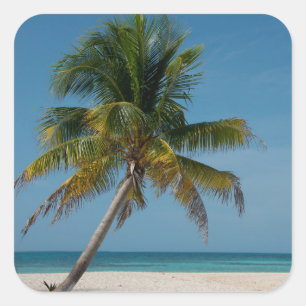 Palm tree and white sand beach  2 square sticker