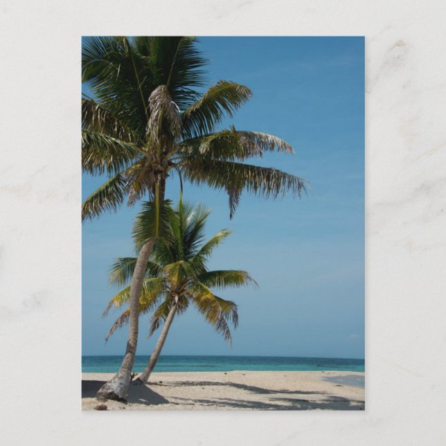 Palm tree and white sand beach postcard (Front)