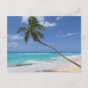 Palm tree Barbados Postcard