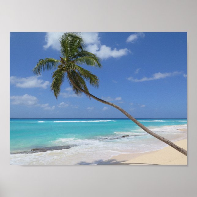 Palm tree beach Caribbean Barbados Poster (Front)