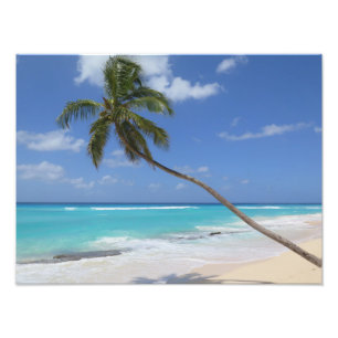 Palm tree beach caribbean photo print