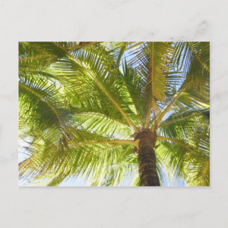 Palm Tree Beach Postcard