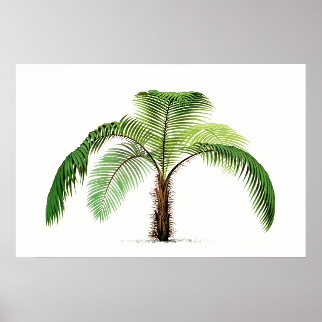 Palm Tree Botanical Sketch Vintage Art Poster (Front)