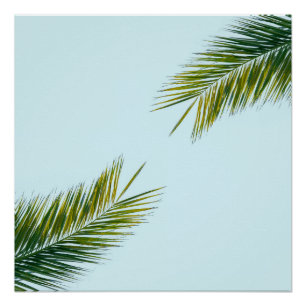 Palm tree branch poster