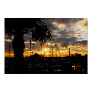 Palm tree by harbor. poster