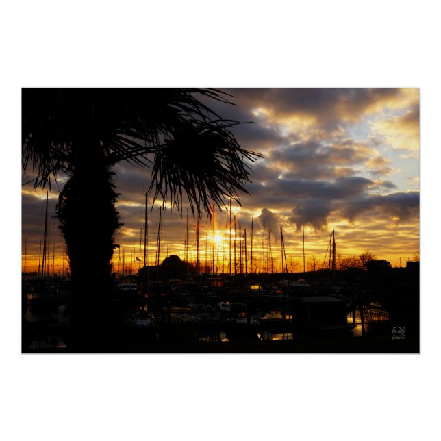 Palm tree by harbor. poster (Front)