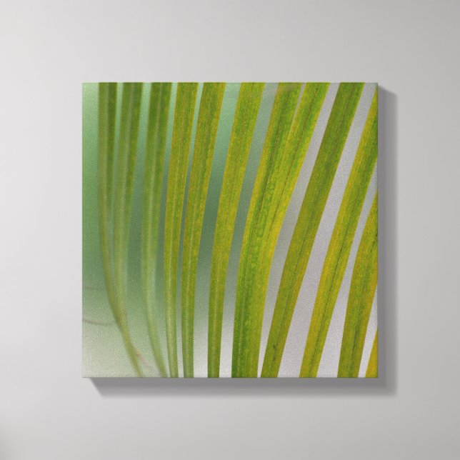 Palm Tree Canvas Print (Front)