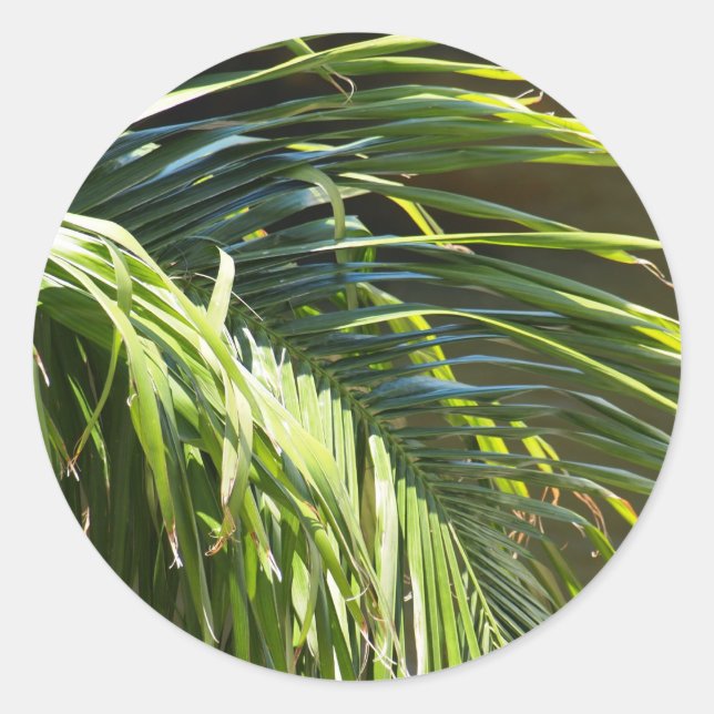 Palm tree Fronds Classic Round Sticker (Front)