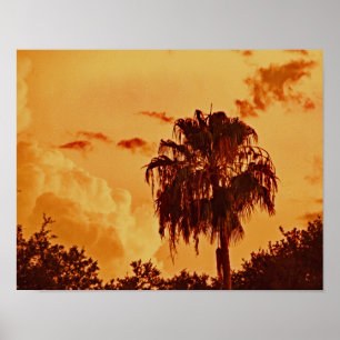 Palm Tree Golden Hour  Poster