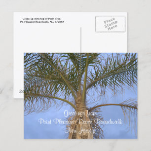 Palm Tree Greetings from Point Pleasant Beach NJ Postcard