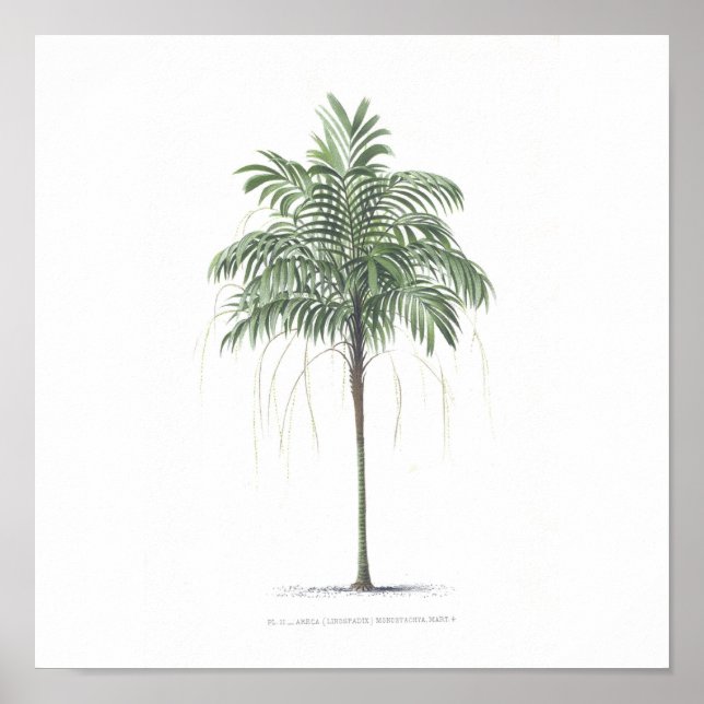 Palm tree illustration Collection Poster (Front)