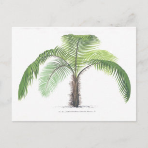Palm tree illustration III Collection Postcard