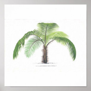Palm tree illustration III Collection Poster