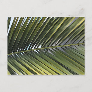 Palm Tree Leaf Postcard