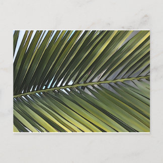 Palm Tree Leaf Postcard