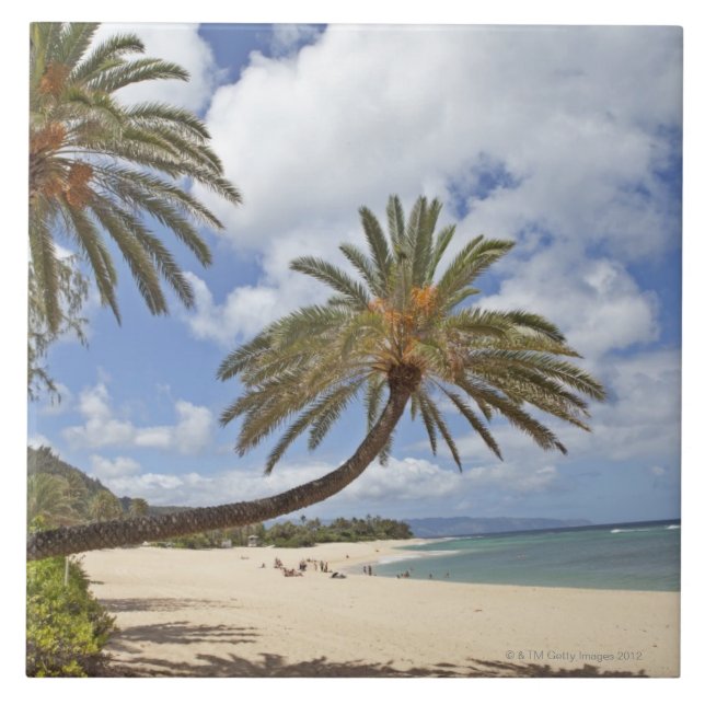 Palm tree leaning out over the sand at Sunset Tile (Front)
