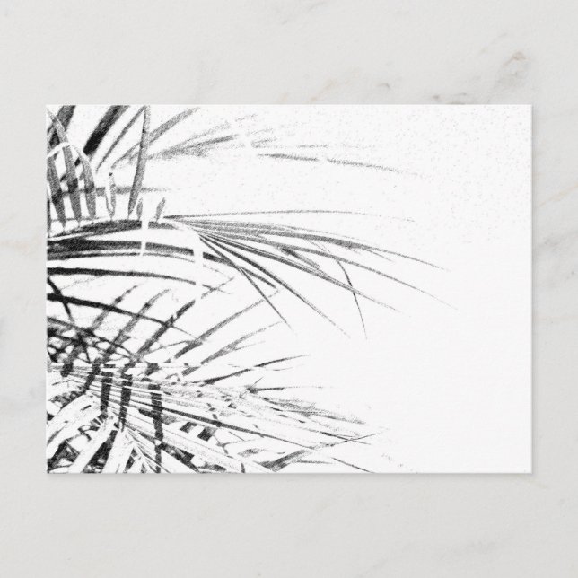 Palm Tree Leaves Minimalism Sketch Postcard (Front)