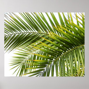 Palm tree leaves tropical nature photo poster