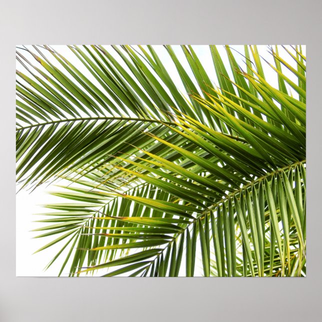 Palm tree leaves tropical nature photo poster (Front)