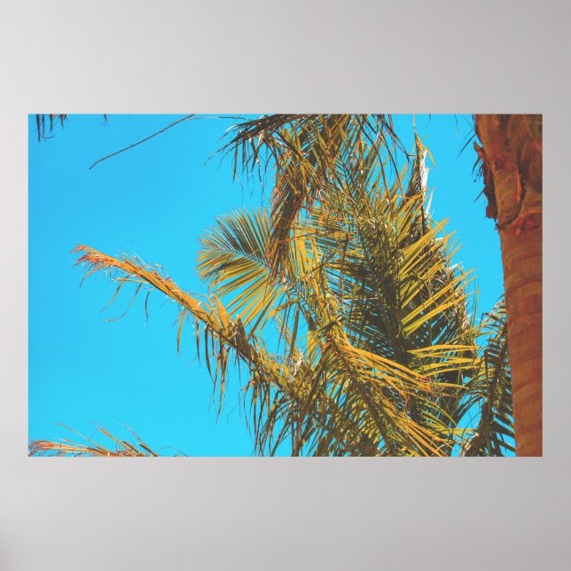 Palm Tree Leaves Turquoise Sky  Poster (Front)