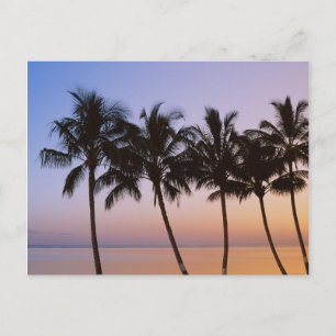 Palm tree, morning postcard