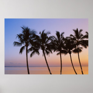 Palm tree, morning poster