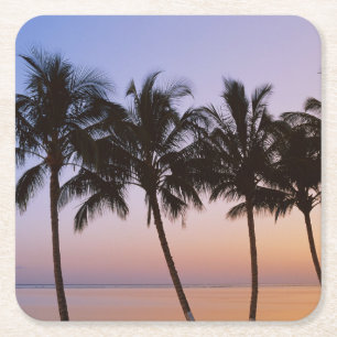 Palm tree, morning square paper coaster