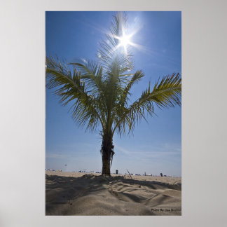Palm Tree, Photo By: Joe Dantone Poster